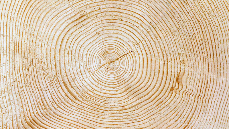 Timber annual rings