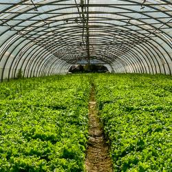 Greenhouse