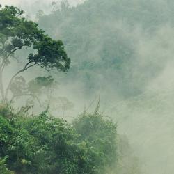 Misty-jungle-forest