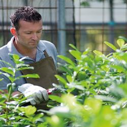 A man in a greenhouse taking care of plants
