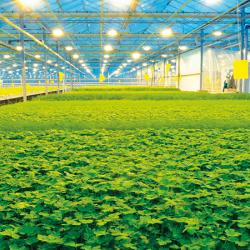 Greenhouse